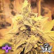 Gage Green Seeds Giant Steps